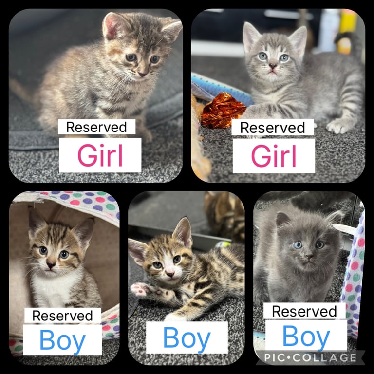 image for 5 beautiful kittens for sale