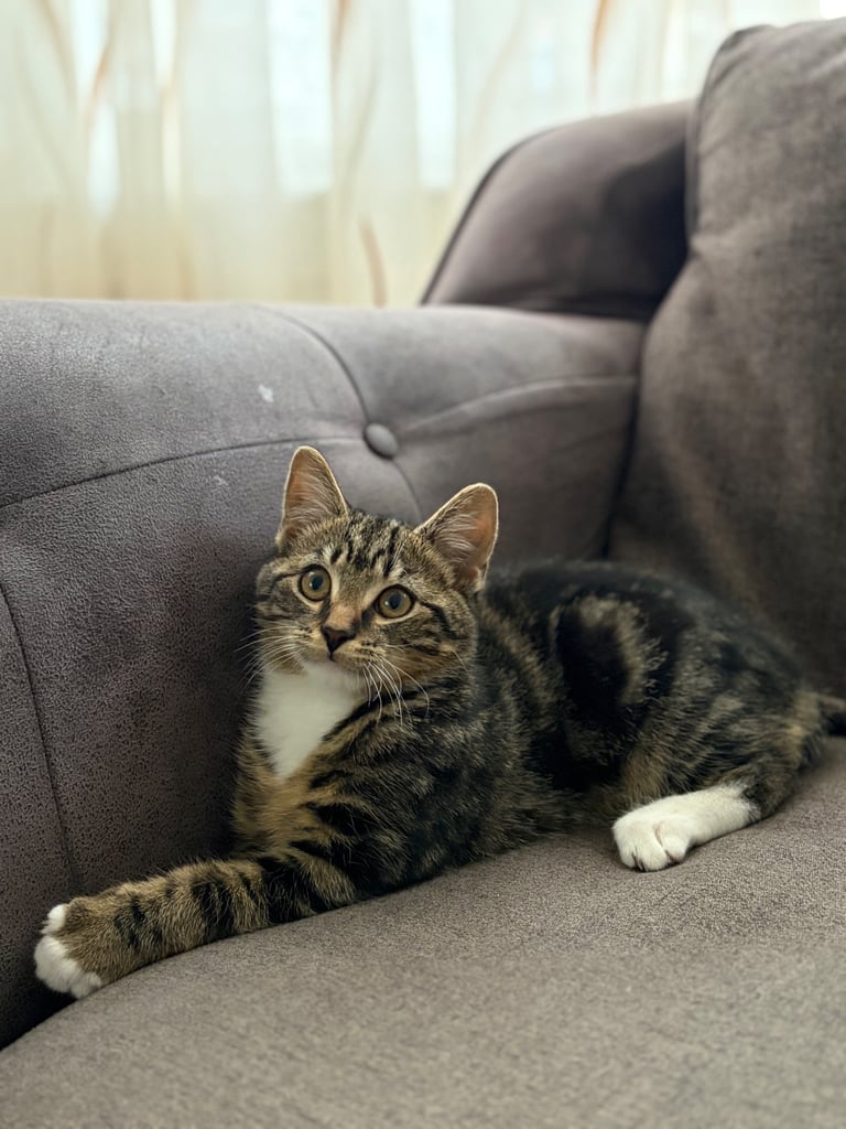 Kitten boy