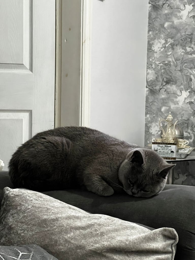 Cute chubby British shorthair kittens
