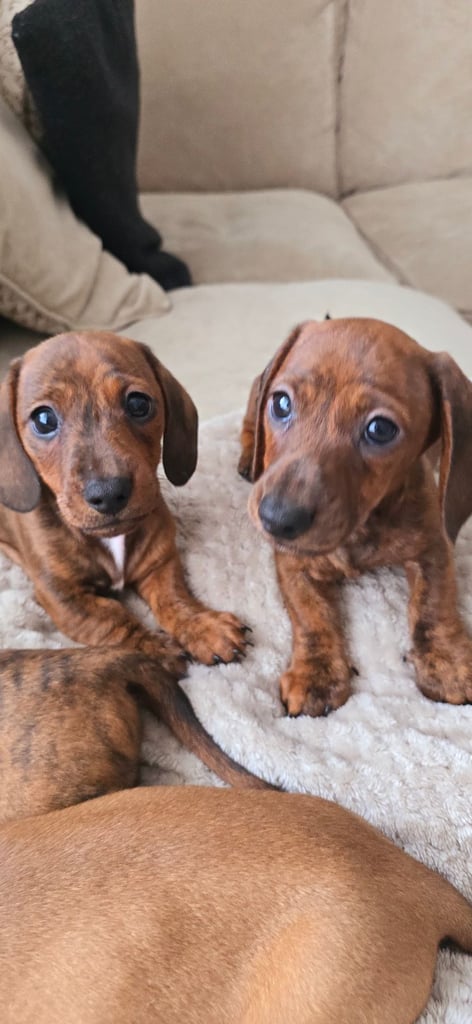 image for Miniature dachshund KC puppies 