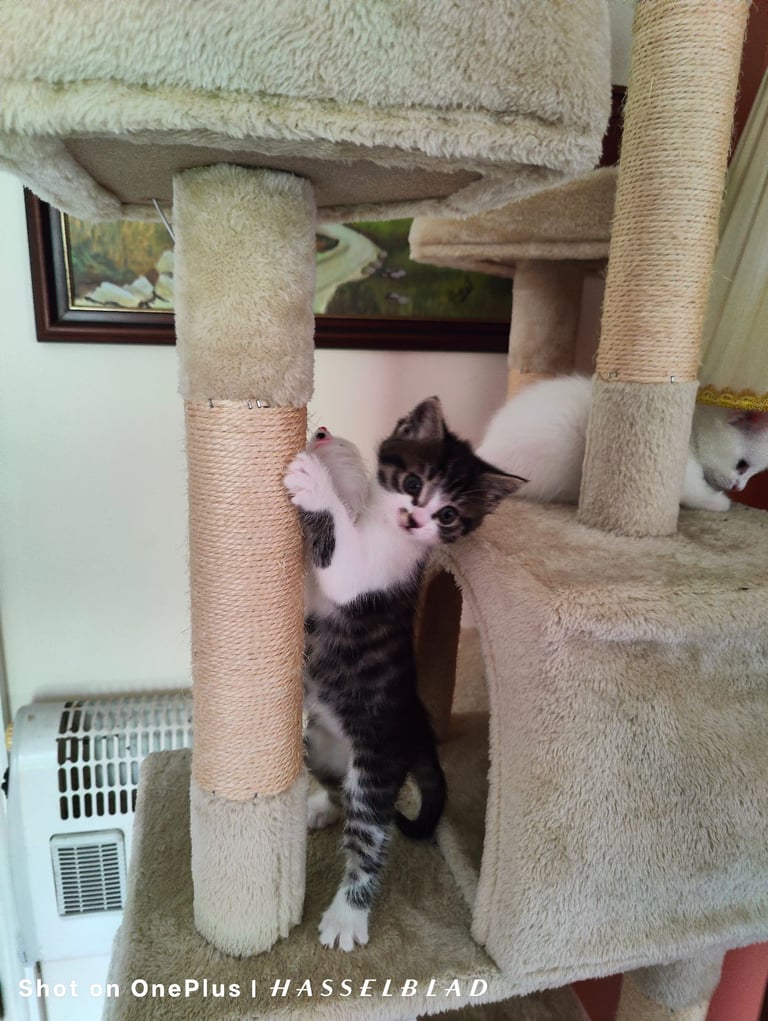 3 x Cutest Kittens for Sale