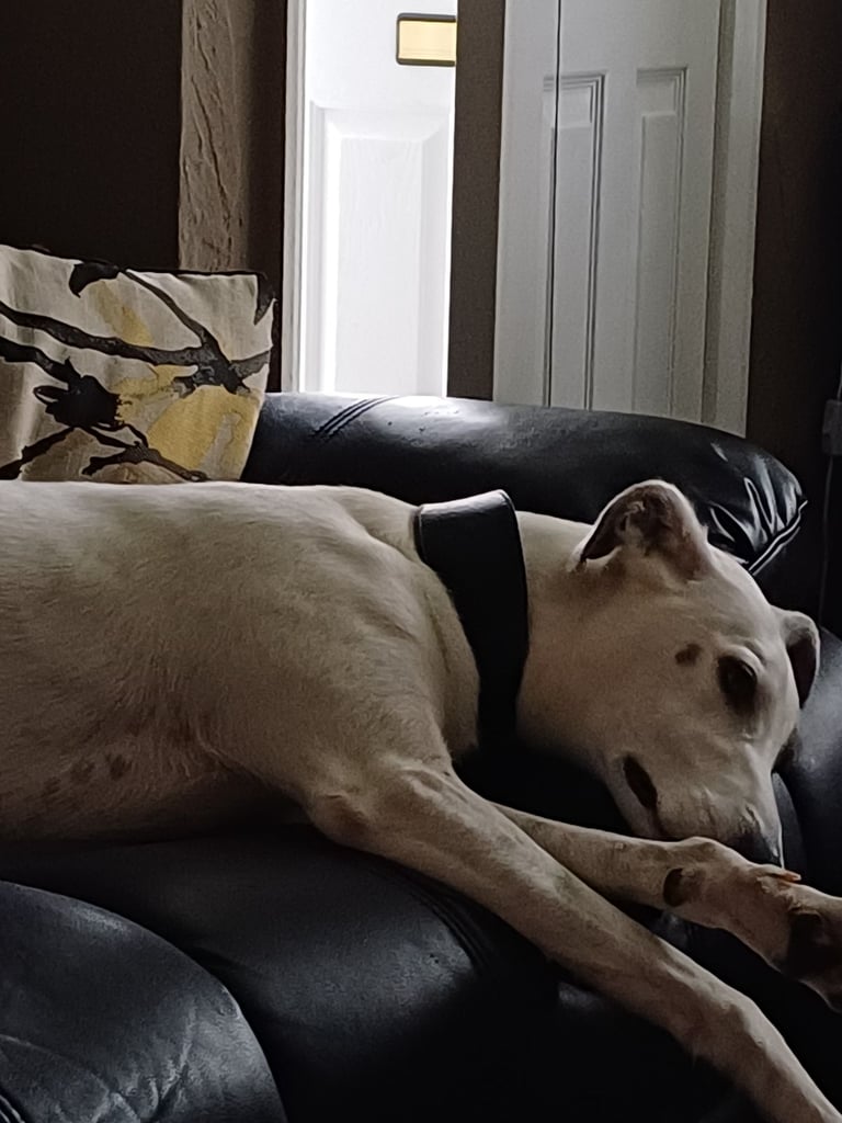 Beautiful lurcher boy