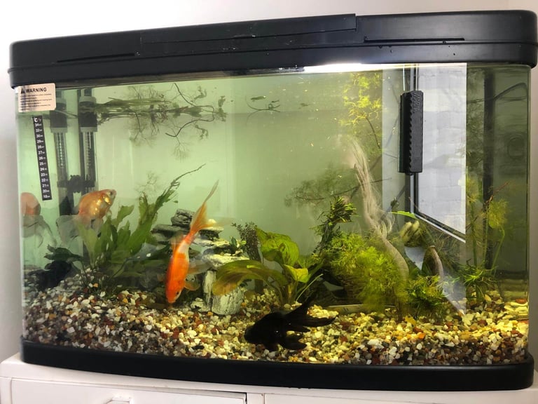 Fish and tank 