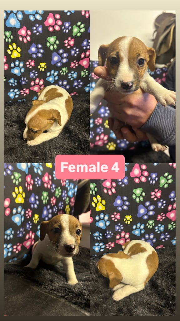 Purebred miniature jack Russel pups