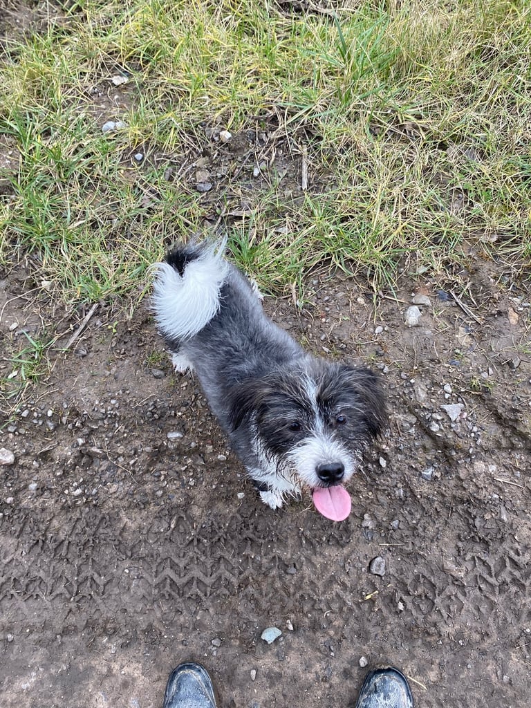 Rehoming only to a good home