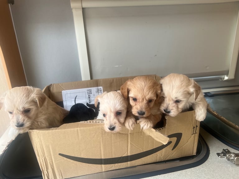 Miniature poodle cross puppies