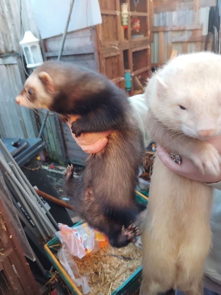 Ferrets 