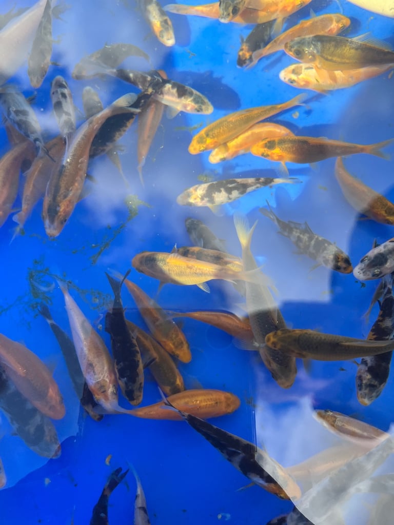Koi carp fry 2-4 inches 5 for £20 