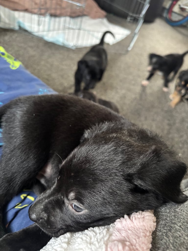Puppies 