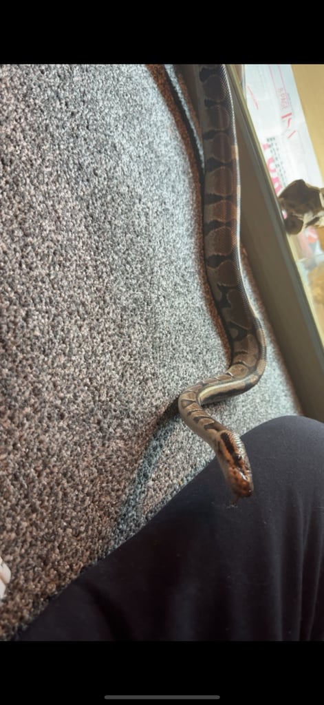 Royal python 