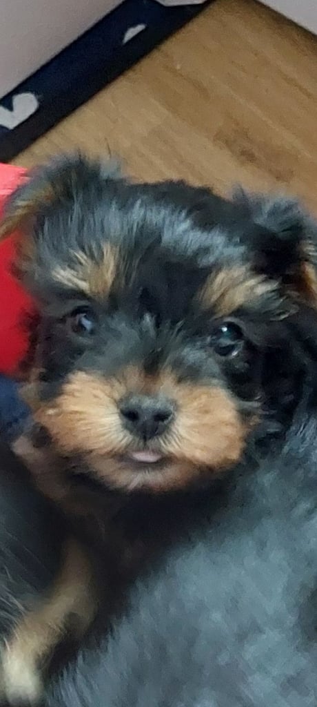 YORKSHIRE TERRIER PUPPIES with INDIVIDUAL VET HEALTH CERTIFICATE