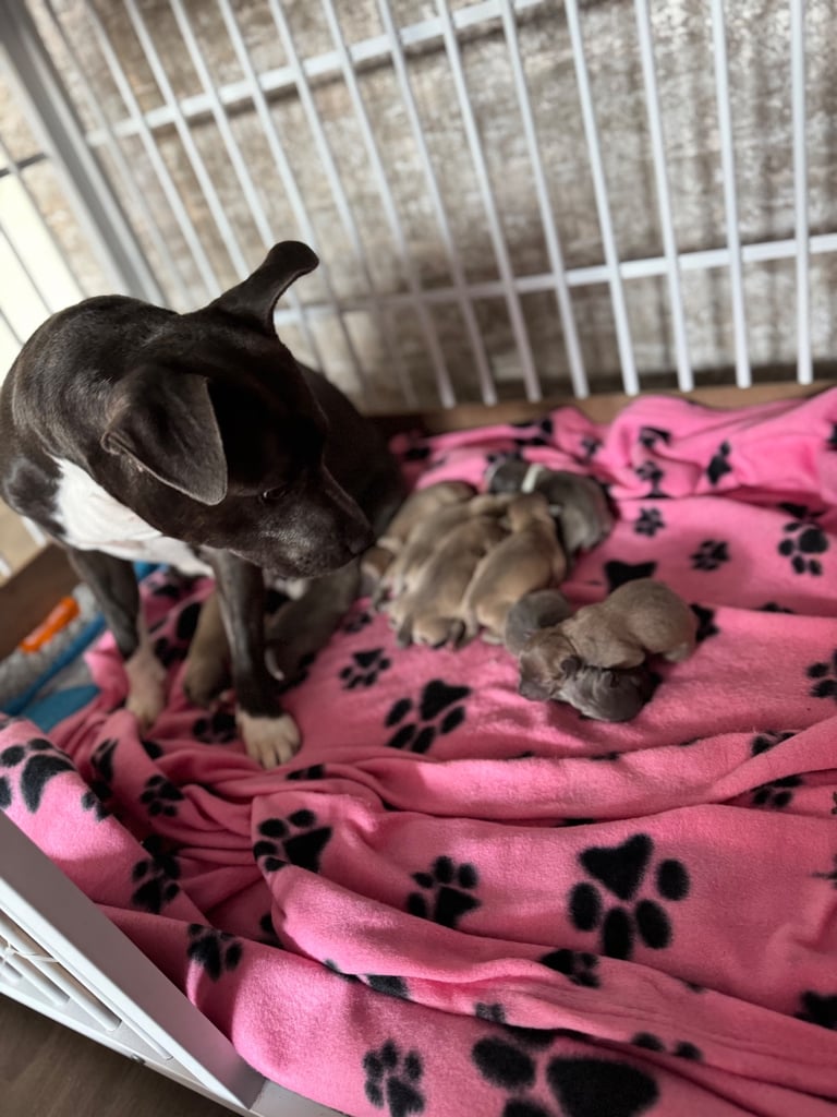 Staffordshire Bull Terrier Puppies