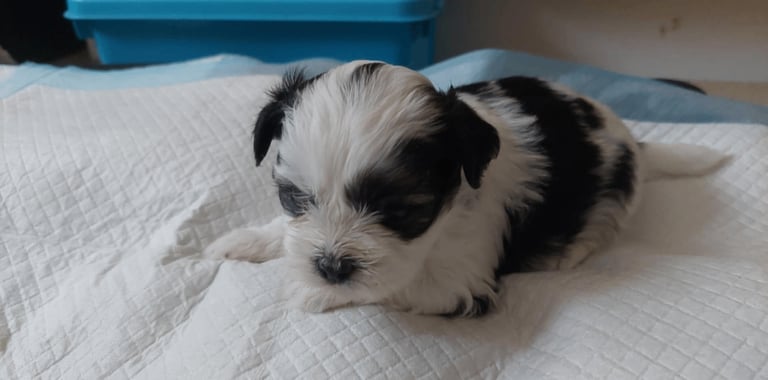 6 beautiful wee puppies 3 gilrs and 3 boys 