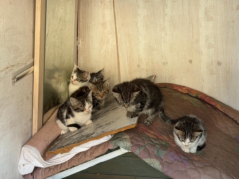 8 week Old Kittens Ready To Go
