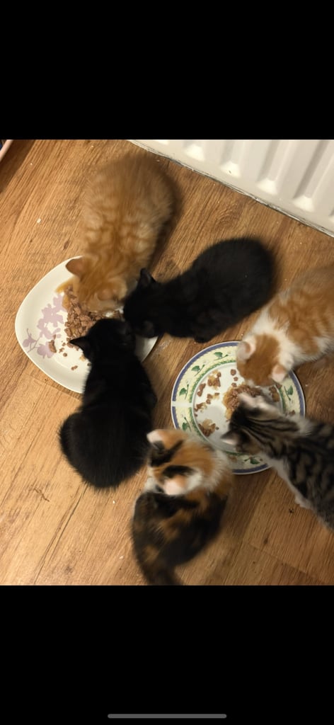 6 kittens looking for there forever homes 
