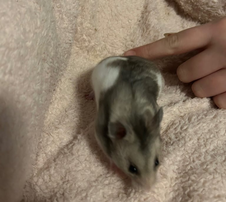 Syrian hamster  