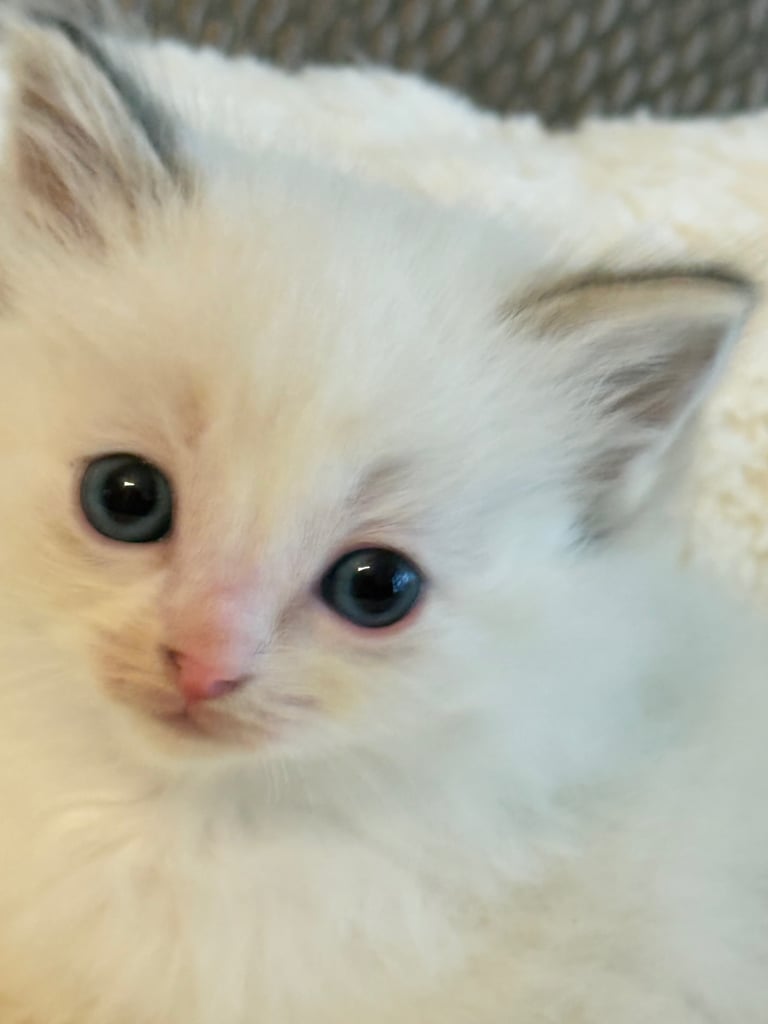 Gccf Ragdolls 🥇M&F 💙🩷 7wk 5 wk & 20wk kittens 