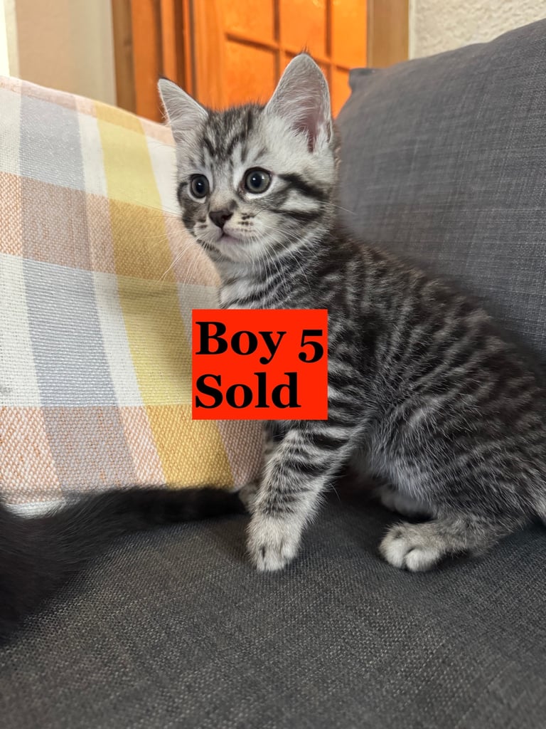 Maine Coon Mix Kittens - All Sold Now