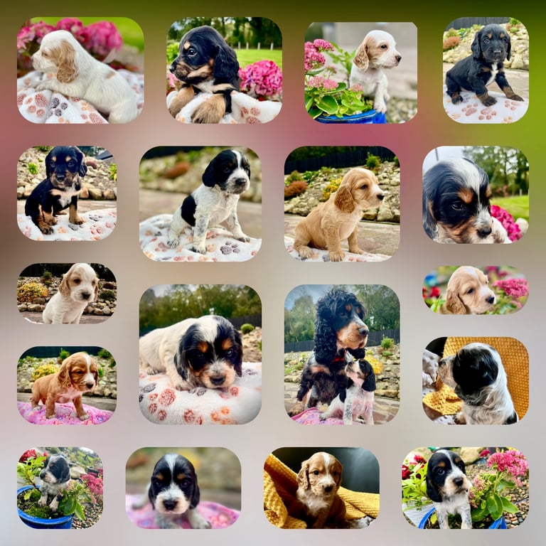 Cocker Spaniel pups 🐶 Looking for Forever Homes🐶