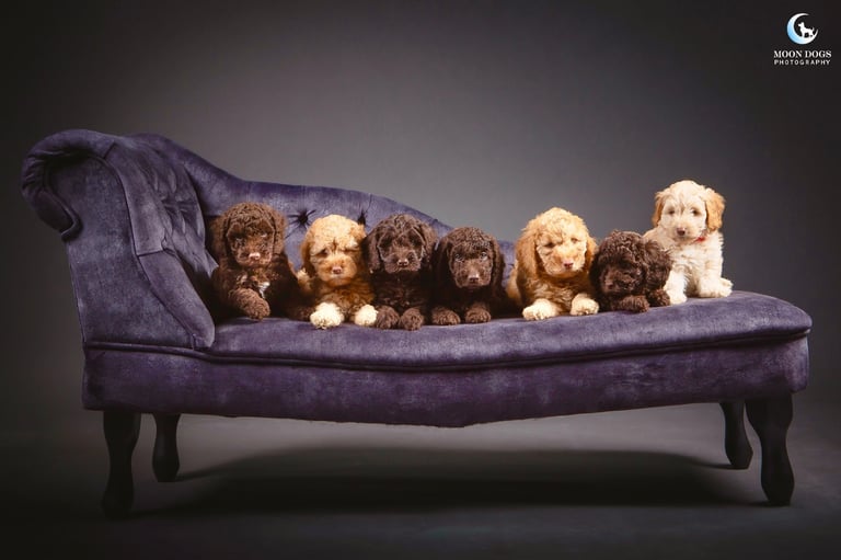 *SOLD* Miniature F1B cockapoos