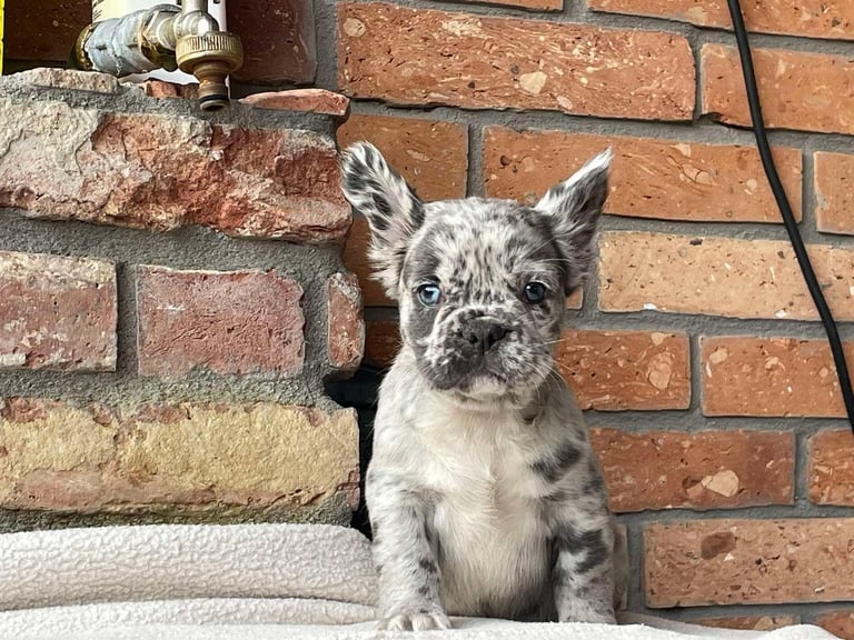Fluffy French Bulldog Puppies