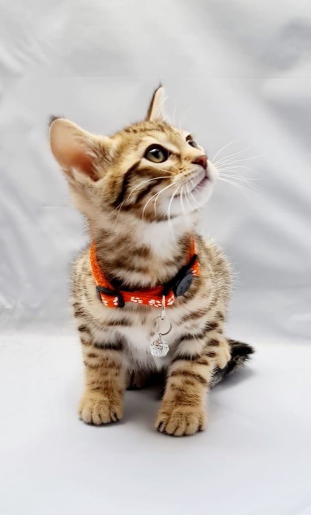 Adorable Bengal kitten, Looking for forever homes 