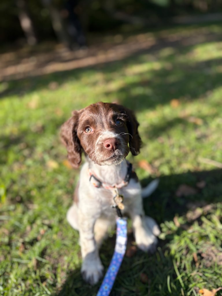 Female springer spaniel pup