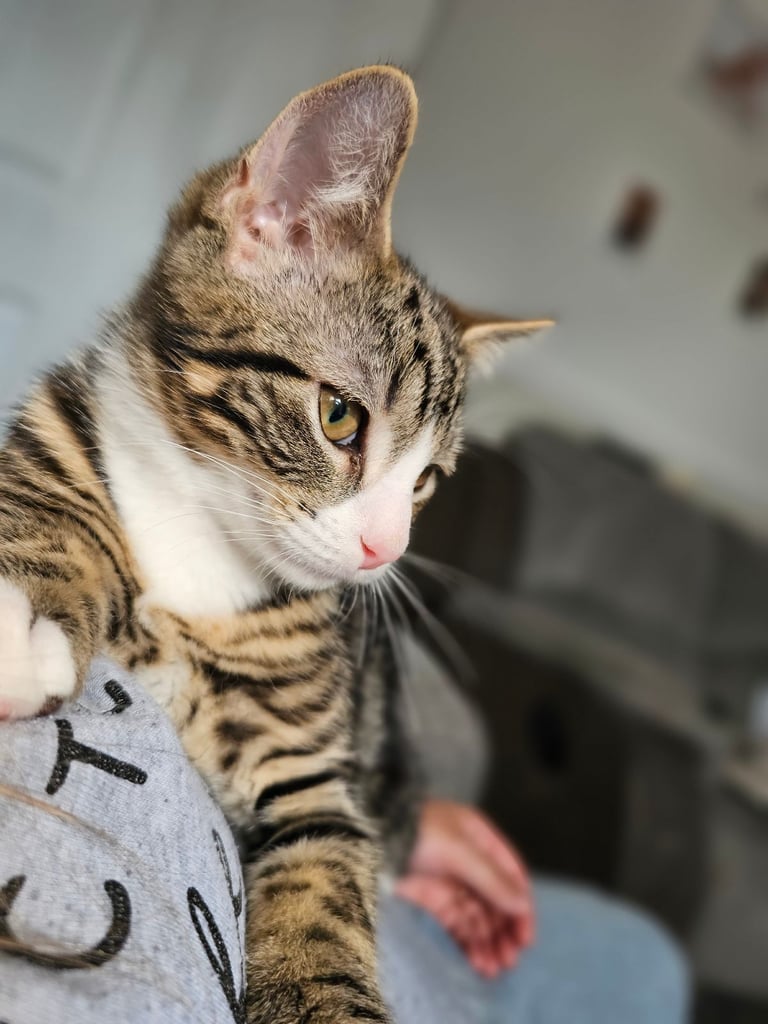 2 kittens for sale 5 star home only.