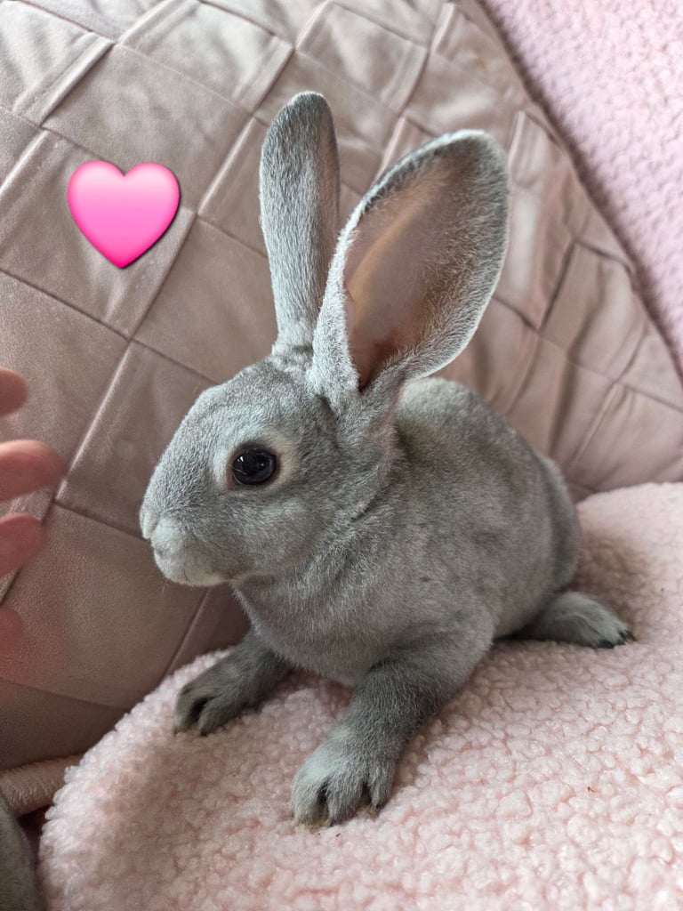 image for 🐰Stunning chinchilla mini rex rabbit babies 🐰