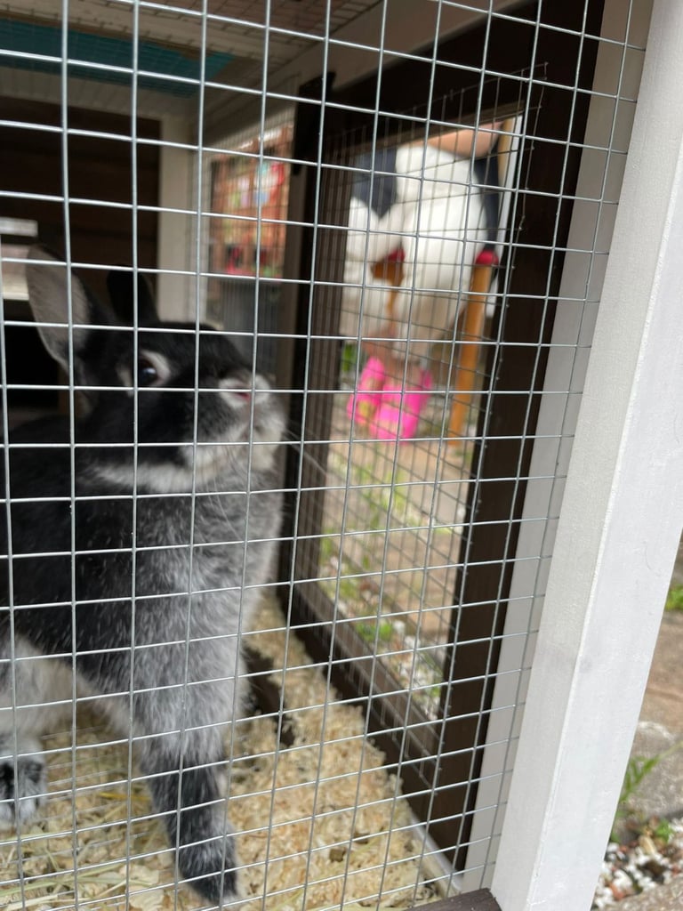 Netherland Dwarf Rabbit, including cage 