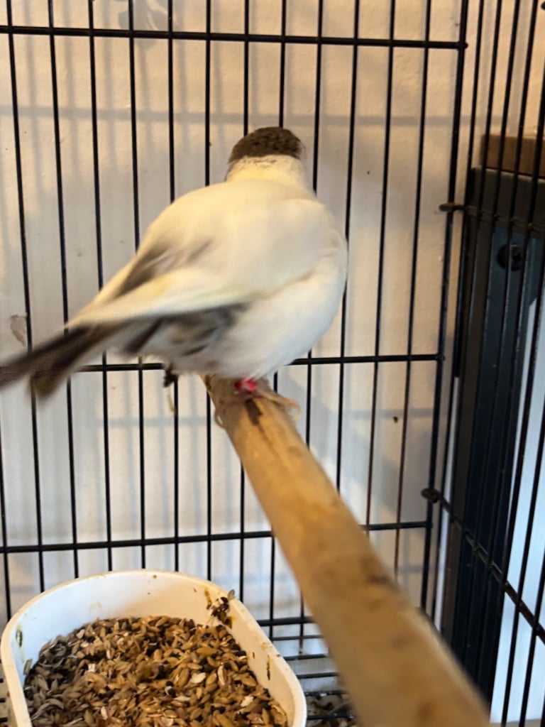 Gorgeous fife and border canaries