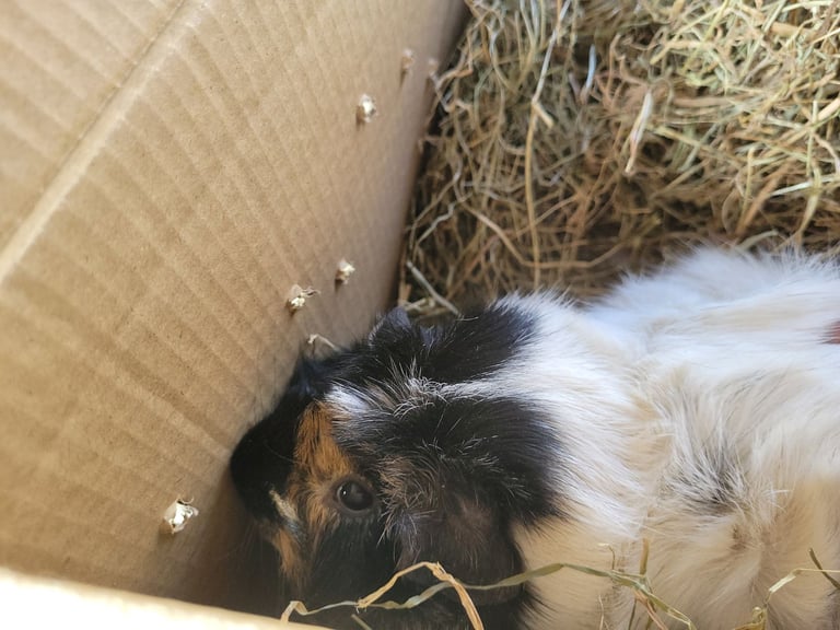 Girl guinea pig
