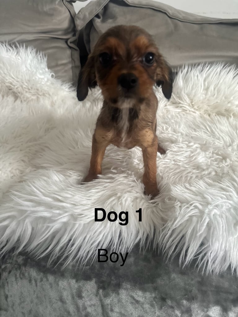 5 beautiful Cavajack puppies 3 boys and 2 girls