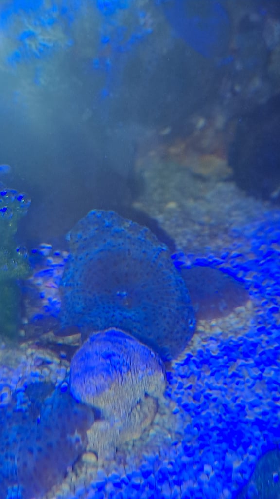 Rainbow Bubble Tip Anemone - £50 - no tank for sale