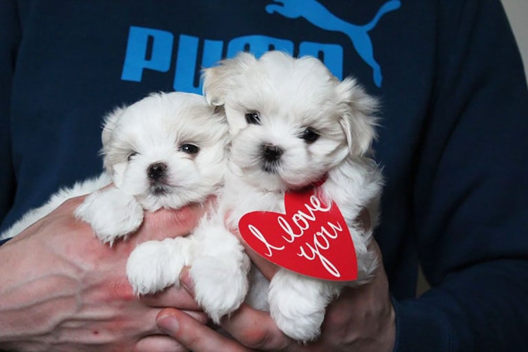 Gorgeous Tiny Maltese Puppies