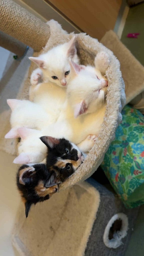 Stunning kittens 