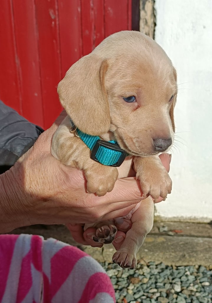 Miniature dachshund puppies 