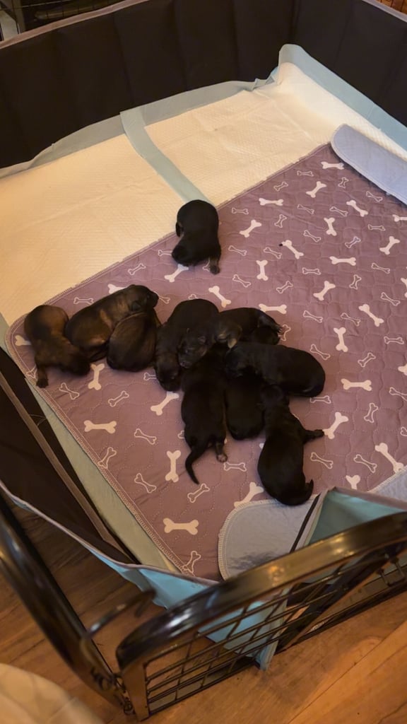 German Shepard puppies for sale 