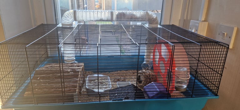 image for Hamster