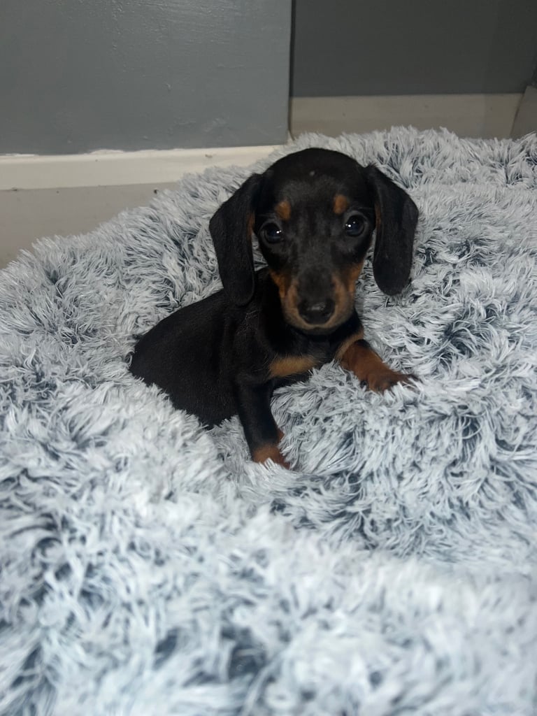 image for Miniature Dachshund female puppy