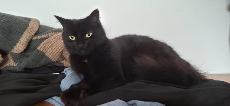 2 year old female cat 