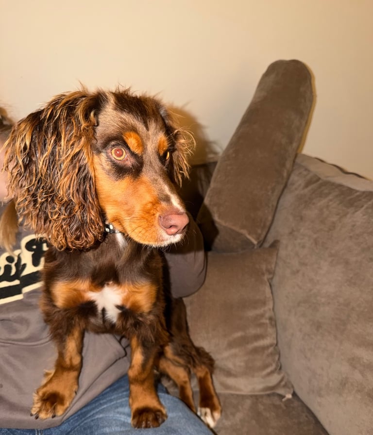 image for Cocker spaniel puppy - 6 months old male