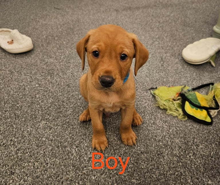 2 BOYS 1 GIRL LEFT labrador puppies ready 17th October 