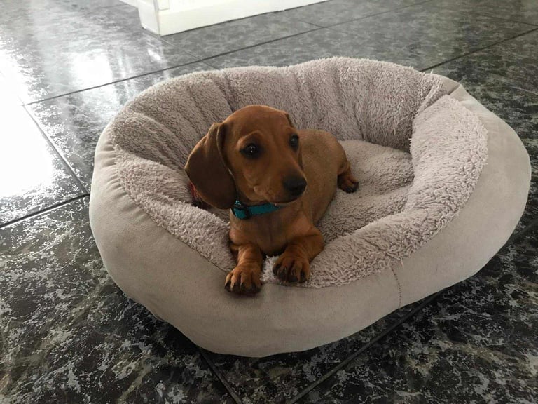 Miniature dachshund puppy