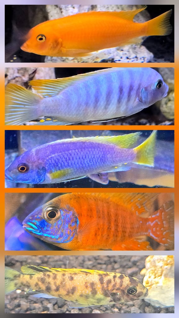 AFRICAN CICHLIDS read description.