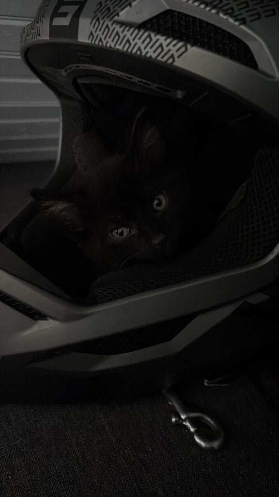 6 kittens looking for there forever homes 