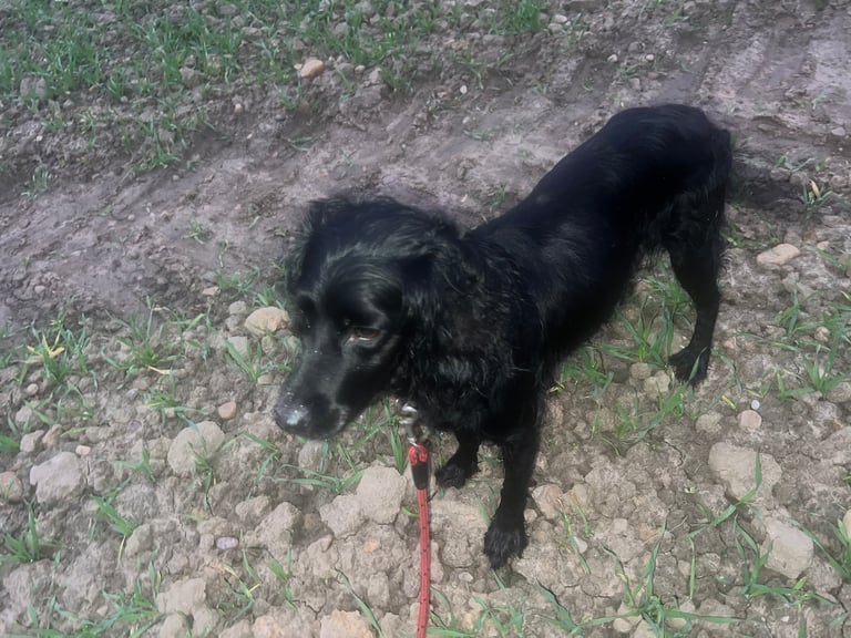 Cockerpoo puppies 