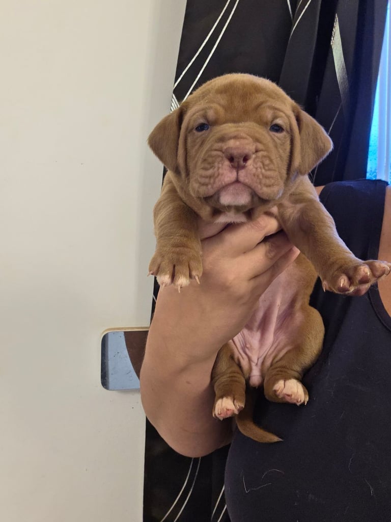 Dogue de bordeaux puppies