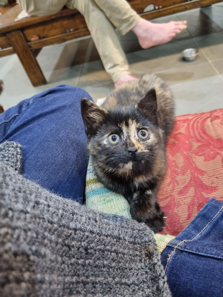 Beautiful, Female, Farm Kitten