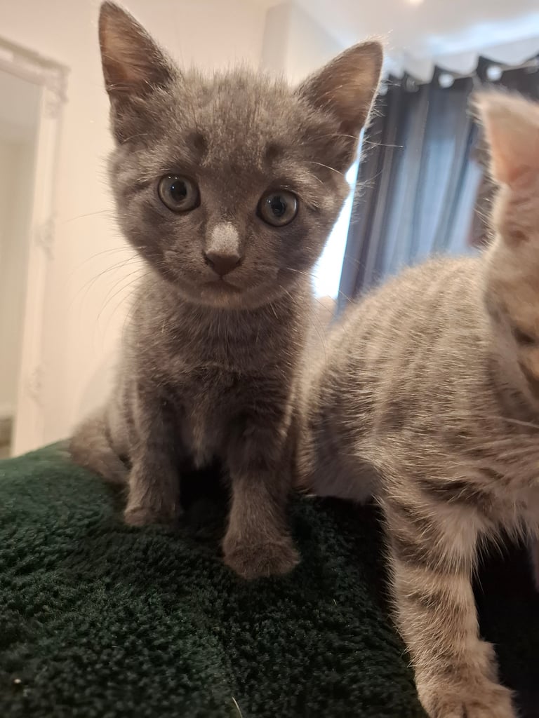 Grey kitten ready now 
